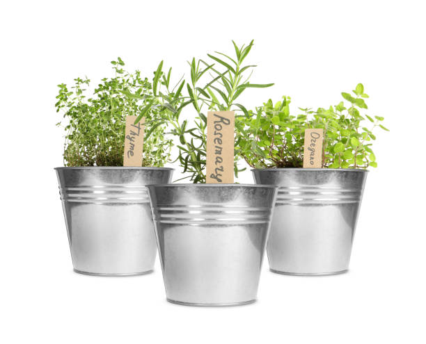istock Different green herbs with tags in pots isolated on white 1908550661