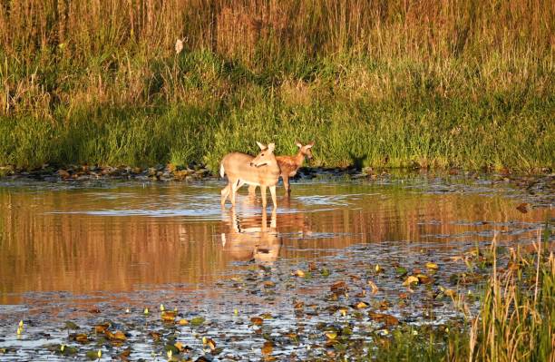 istock Doe and Fawn during the Golden Hour 1908550663