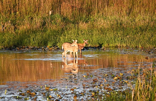 White-tailed doe and fawn in the shallow pond.