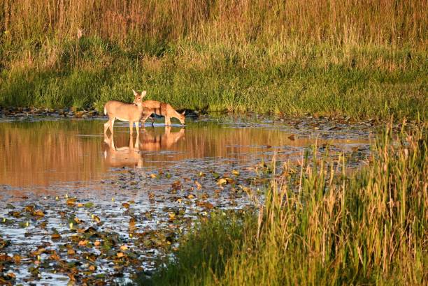 istock Doe and Fawn at Sunset 1908550664