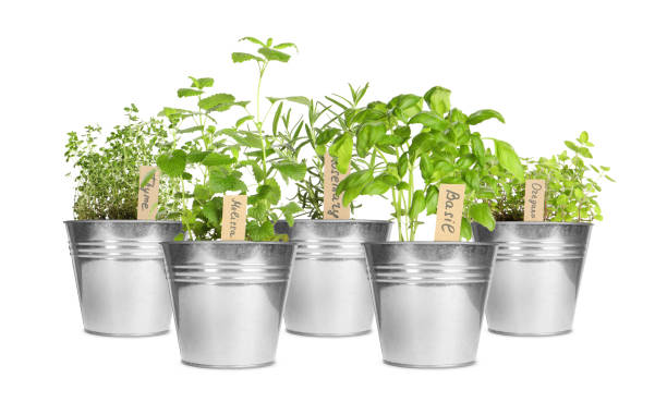 istock Different green herbs with tags in pots isolated on white 1908551194