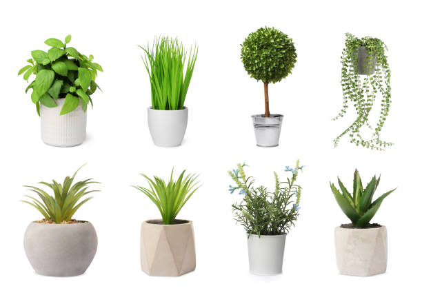 istock Set of artificial plants in flower pots isolated on white 1908551221