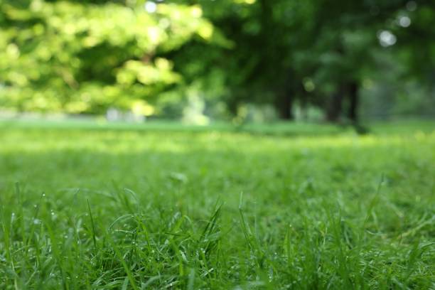istock Fresh green grass growing in summer park 1908552236