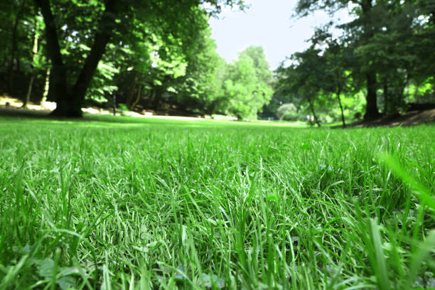 Fresh green grass growing in summer park