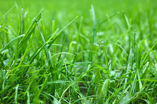 Fresh green grass growing outdoors in summer, closeup