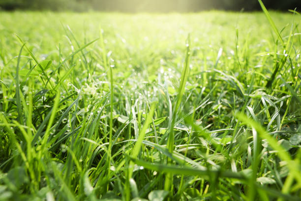 istock Fresh green grass with water drops growing outdoors in summer, closeup 1908553283