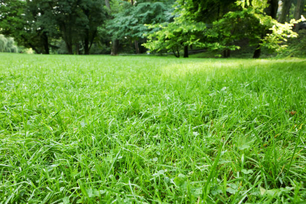 istock Fresh green grass growing in summer park 1908553285