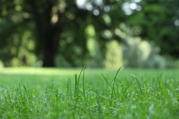 istock Fresh green grass with water drops growing on meadow in summer, closeup 1908553808
