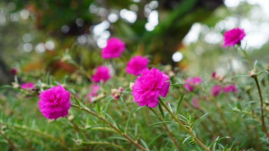 spring tree with pink flowers