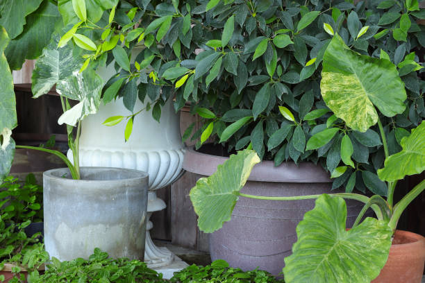 Ornamental Garden vase feature on a path