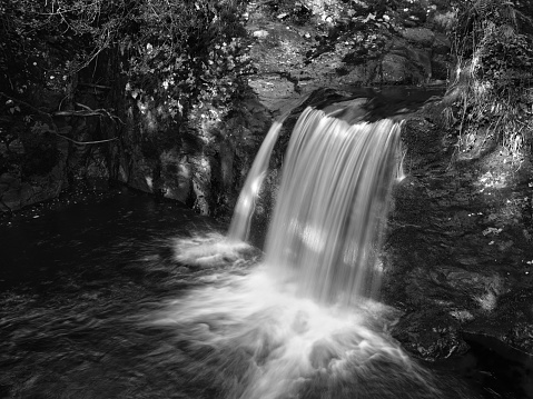 Black and White waterfall immersed in leaves and nature
