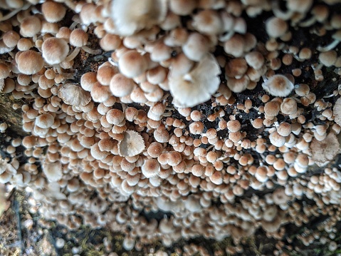 Groups of Psathyrella fungi growing on woody stems