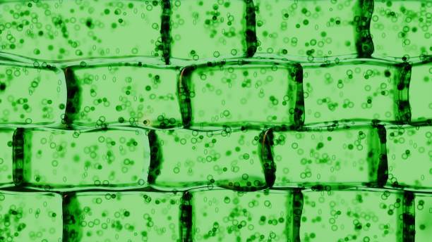 renderowanie 3d mikroskopowego widoku komórki roślinnej - chloroplasty zdjęcia i obrazy z banku zdjęć