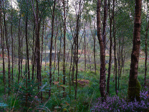 Colourful woodland with lake in the bacground