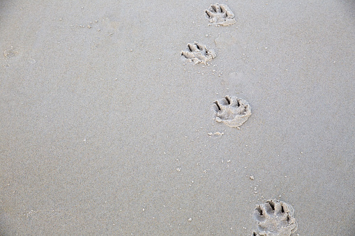 Paw prints on a beach during low tide