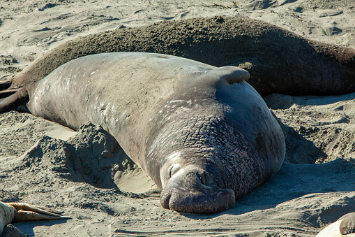 Elephant Seal resting on the beach