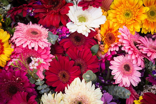 A Variety Bunch of Daisies at the farmers market