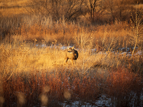 Mule deer buck in the winter sun