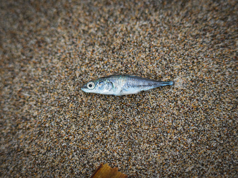 Not all fish can be sold on the fish market and those who can't are being left on the beach for the birds. This one is found outside the fish market in Galle in the south of Sri Lanka
