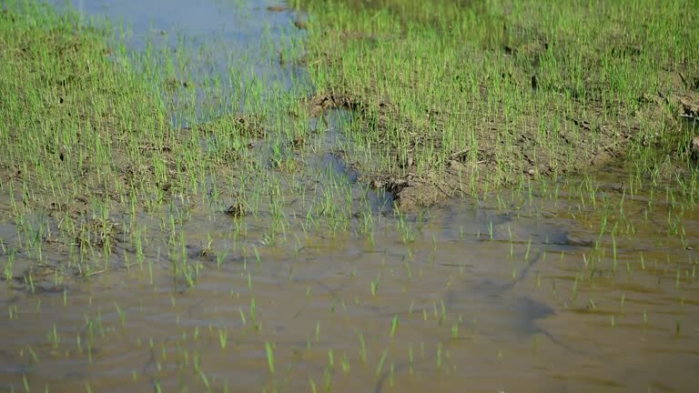 Farmers are pumping water into their agricultural fields.