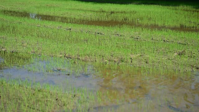 Farmers are pumping water into their agricultural fields.