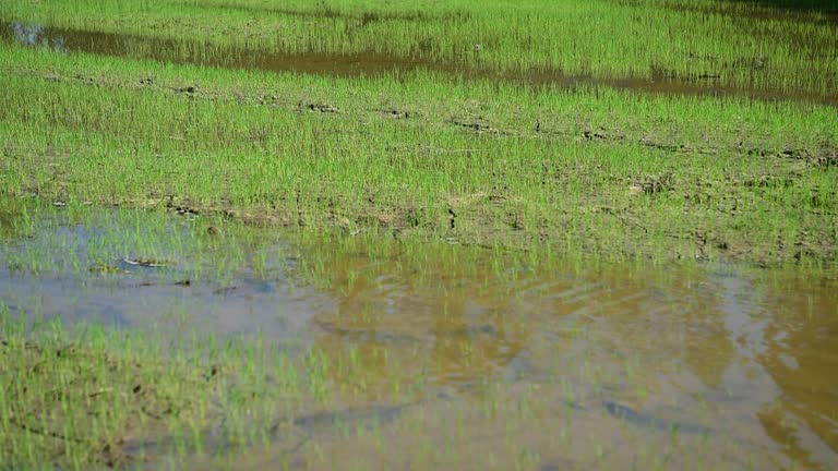 Farmers are pumping water into their agricultural fields.