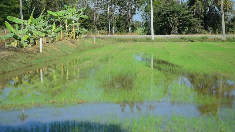 Farmers are pumping water into their agricultural fields.