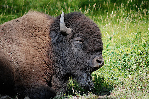 An American Bison near Devils Lake, North Dakota