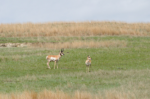 A pair of pronghorn antelope on the prairie in North Dakota