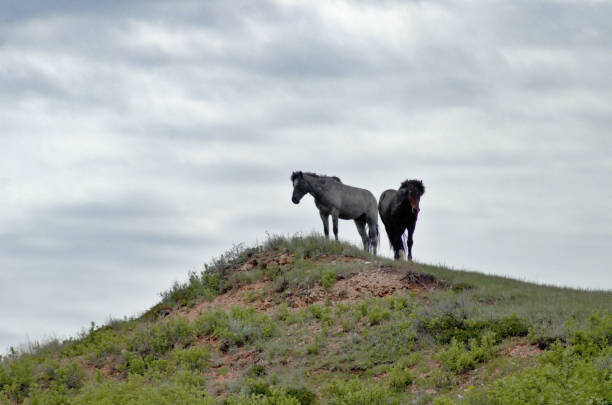 istock Wild horses in Theodore Roosevelt National Park 1908715447
