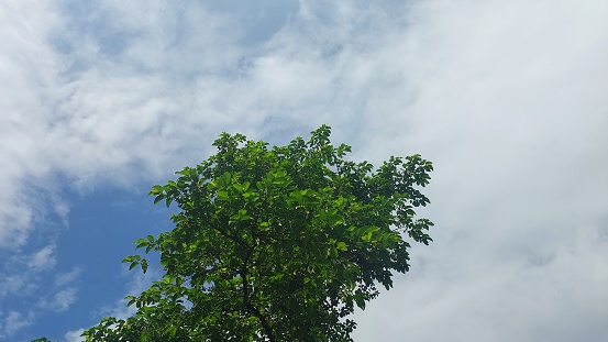 Trees and cloudy blue sky view during the day