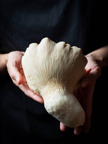 istock the emperor of mushroom ,emperor mushroom 1908768686