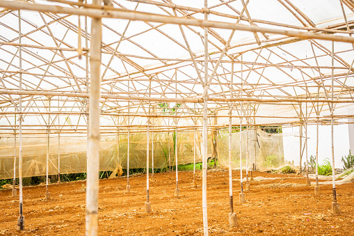 Cucumber plants are grown in bamboo greenhouses in Don Duong - Lam Dong - Vietnam