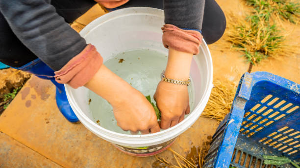 istock Woman's hands are washing cucumber leaves in a plastic bucket 1908776478