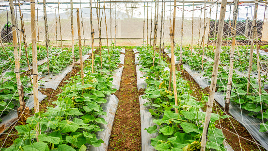 Panoramic View of Domestic Vegetable Garden Full of Organic Vegetables in Springtime during a Beautiful Sunny Day