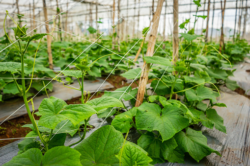 Cucumber plants are grown in bamboo greenhouses in Don Duong - Lam Dong - Vietnam