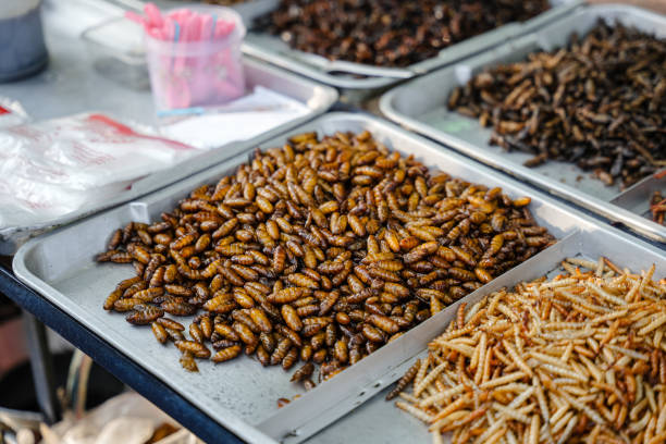Fried insects Fried insects (locust, worm, cricket, pupa, and giant waterbug) as street food on a vendor stall, Thailand. fried insects for snack thai food at market stock pictures, royalty-free photos & images