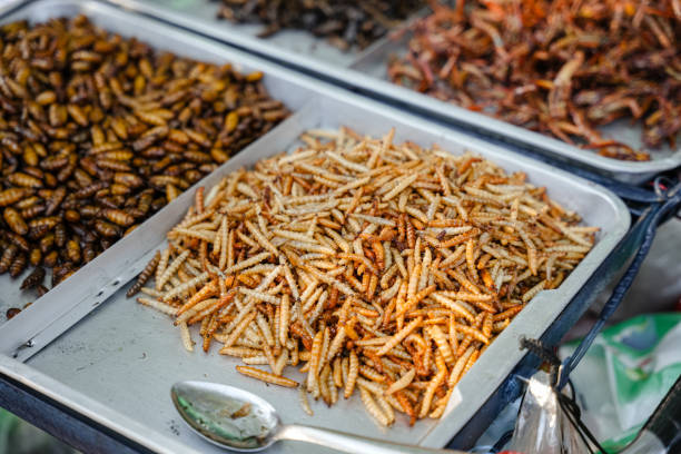 Fried insects Fried insects (locust, worm, cricket, pupa, and giant waterbug) as street food on a vendor stall, Thailand. fried insects for snack thai food at market stock pictures, royalty-free photos & images