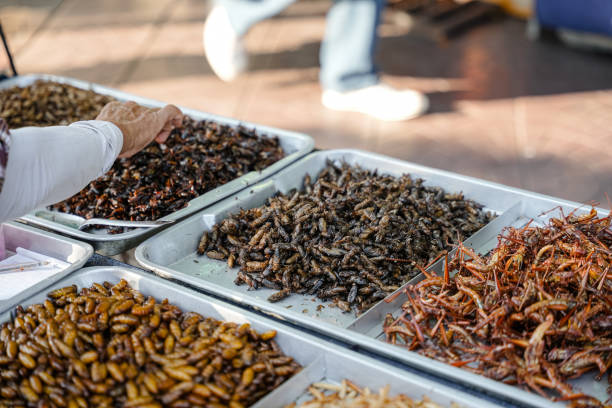 Fried insects Fried insects (locust, worm, cricket, pupa, and giant waterbug) as street food on a vendor stall, Thailand. fried insects for snack thai food at market stock pictures, royalty-free photos & images