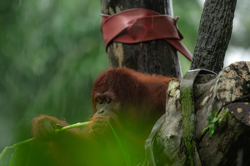 Portrait smiling Orangutans sit for the photographer take a picture.