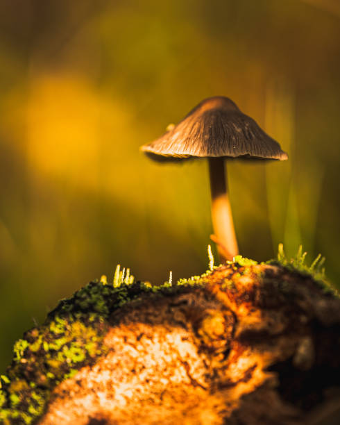 istock A mushroom with great bokeh. 1908829673
