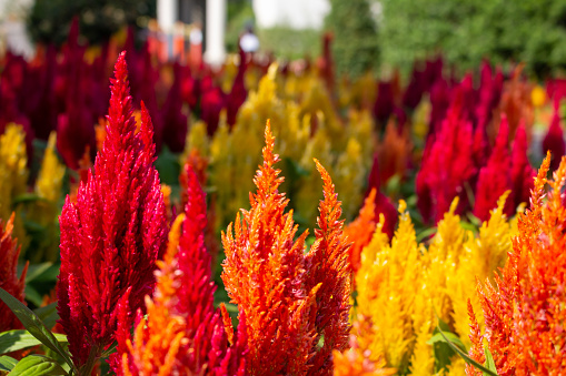 A view of a garden full of celosia flowers.