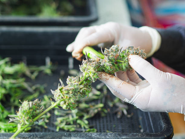 istock A worker is trimming marijuana buds with scissors to remove the leaves and stems from the buds. 1908842757