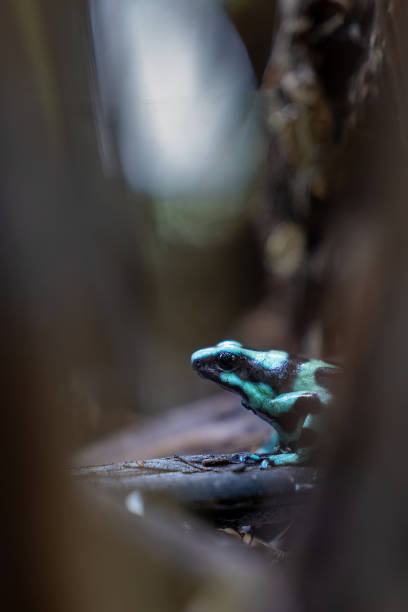istock Green poison dart frog 1908854223