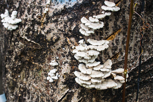 White mushroom Schizophyllum commune on big tree trunk