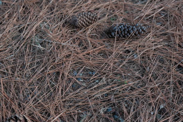 pine cone and needles background. pine cones and pine needles cover the ground in a pine park. natural background