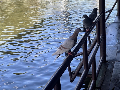 a photography of two pigeons sitting on a railing next to a body of water.