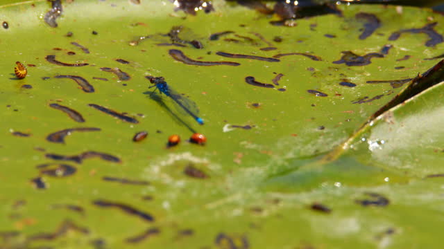 Close up view of common blue damselfly and other bugs on a leaf of water lily