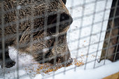 Close-up of a wild boar eating feed on the snow in an enclosure
