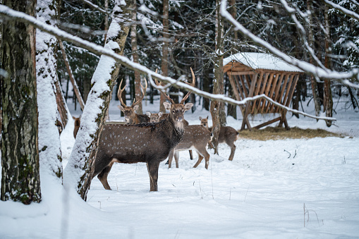 Brown elk and deers at a feeder in a snowy forest